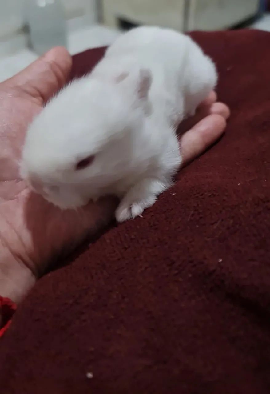 Mini Lion - Foto 3