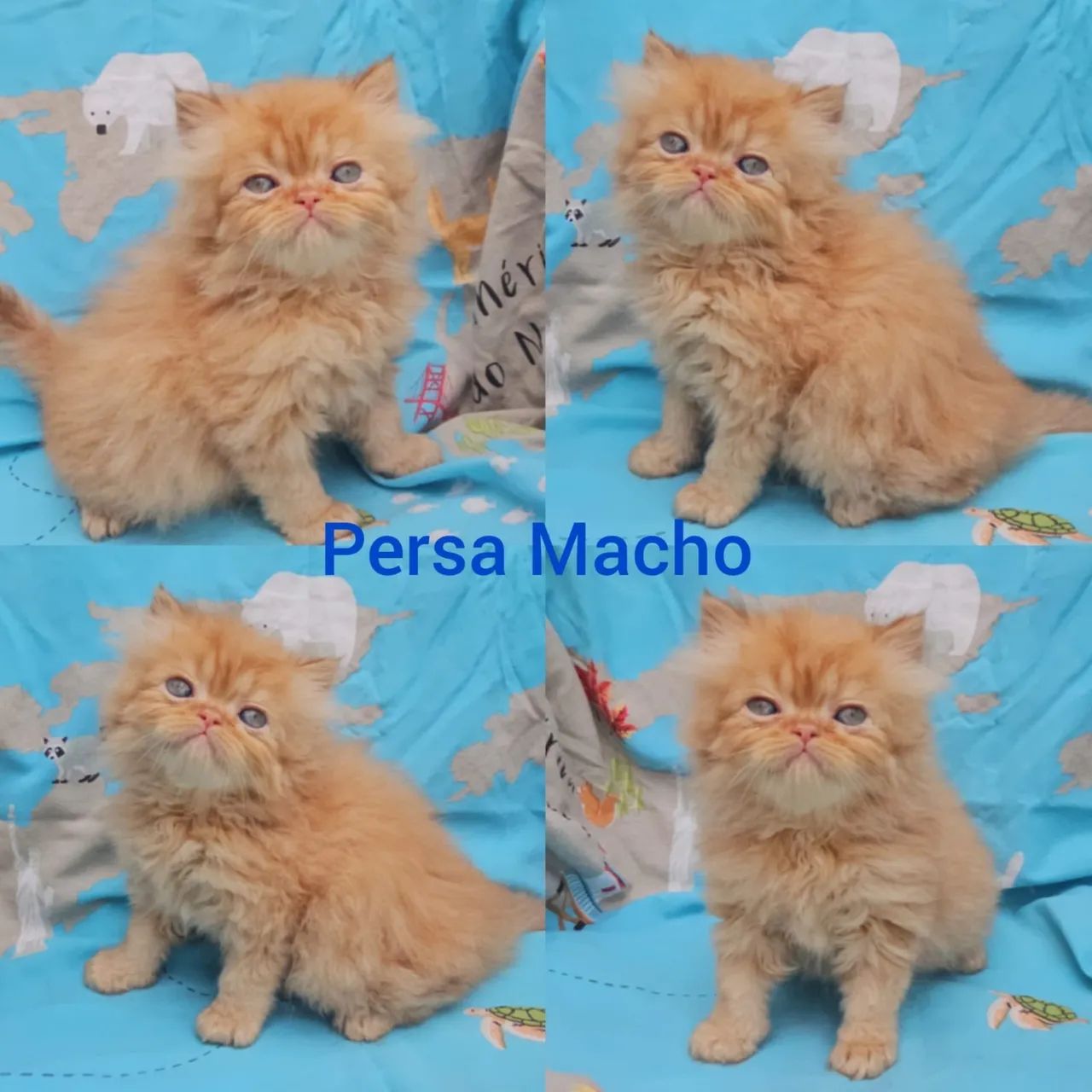 Persas, Exóticos e Himalaios Filhotes - Gatil BSB Cat - Foto 2
