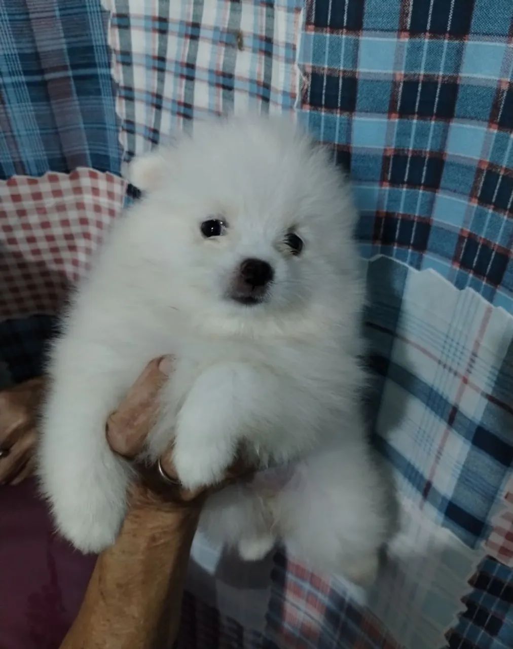 Lulu da pomeranea  - Foto 3