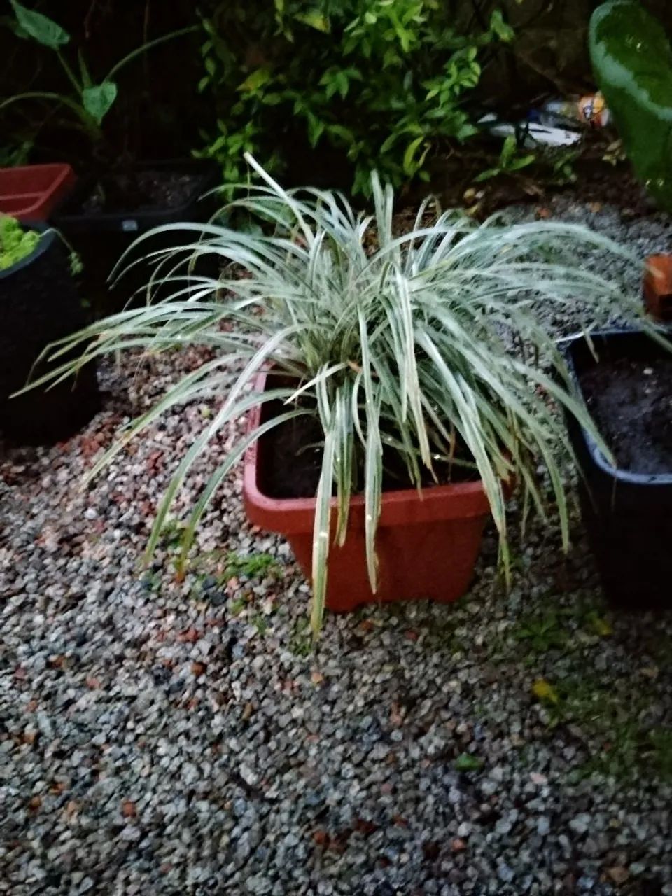 Daniella variegata - Foto 4