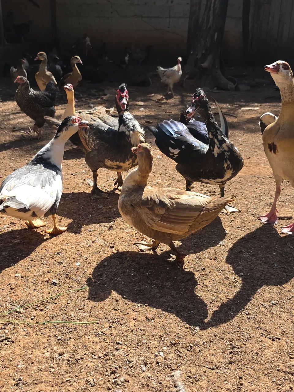 Patos e patas - Foto 2