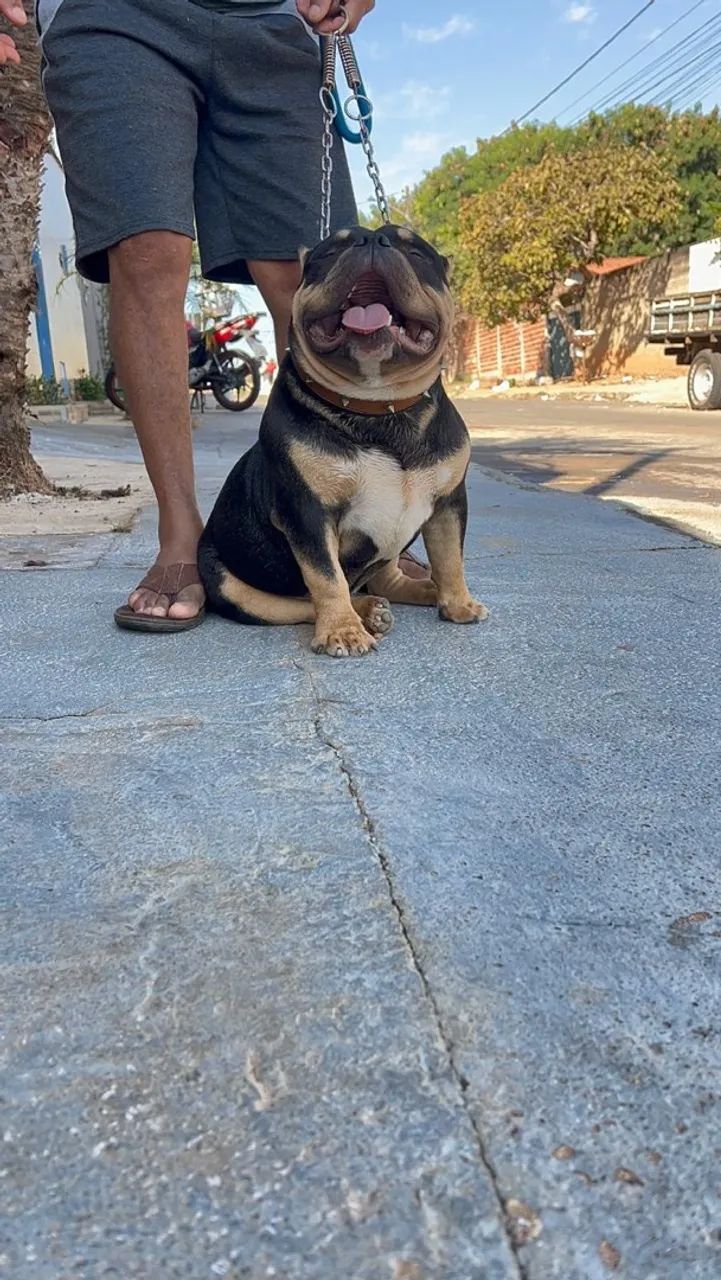 American bully 