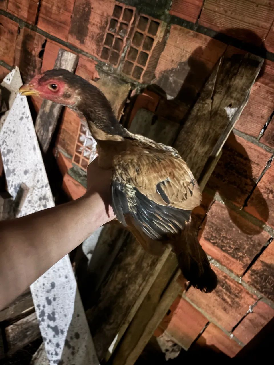 Frangas indianas  - Foto 4