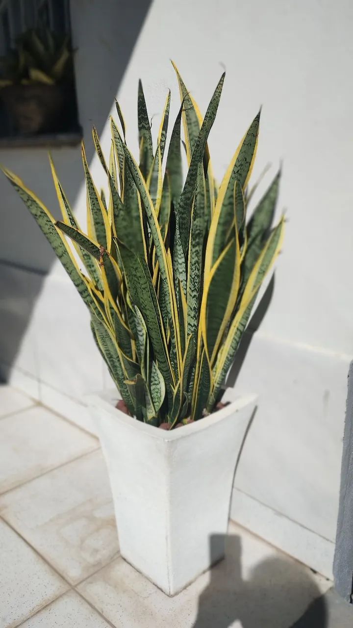 Planta decorativa