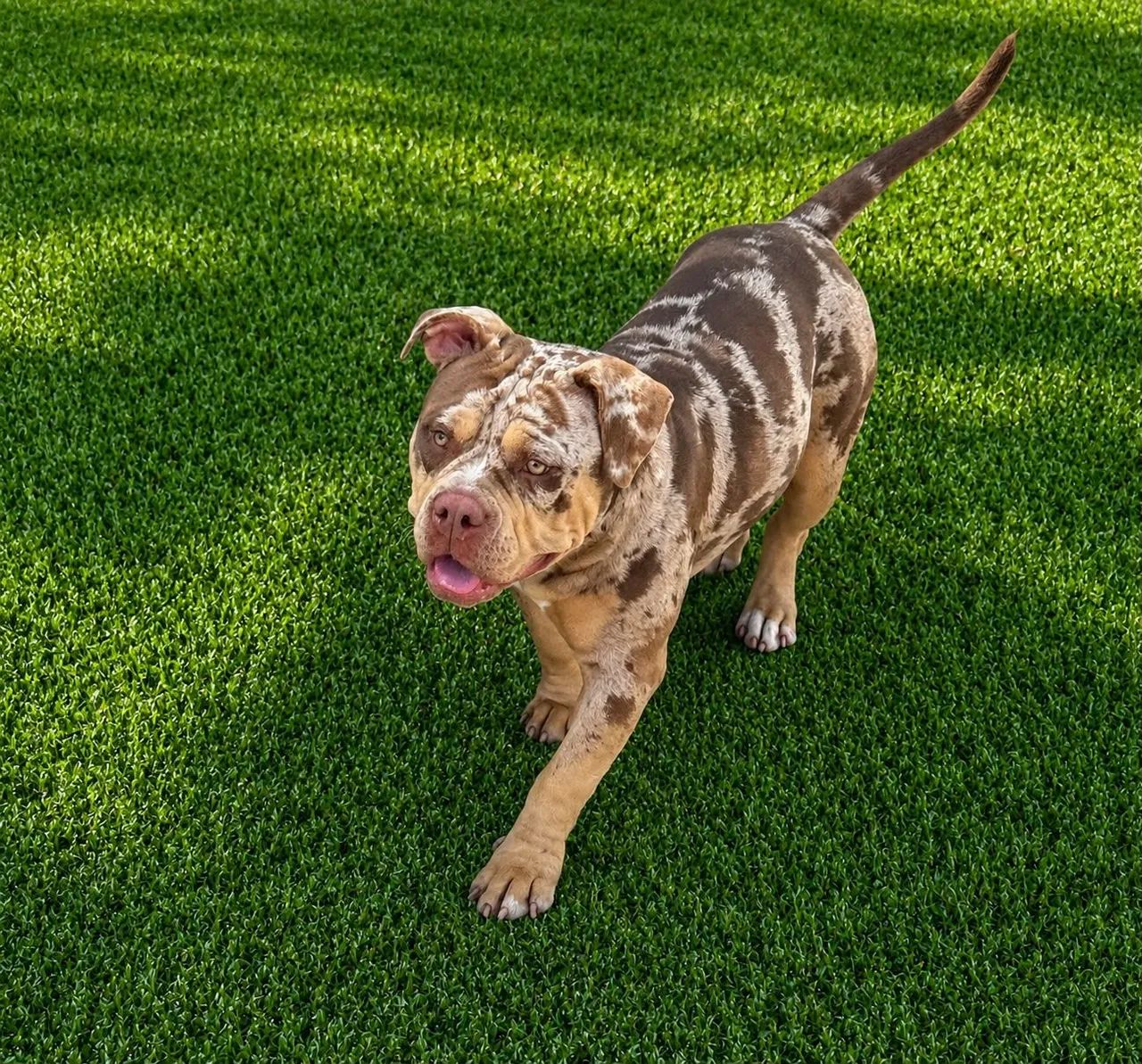 Cão American Bully exótic - Foto 2