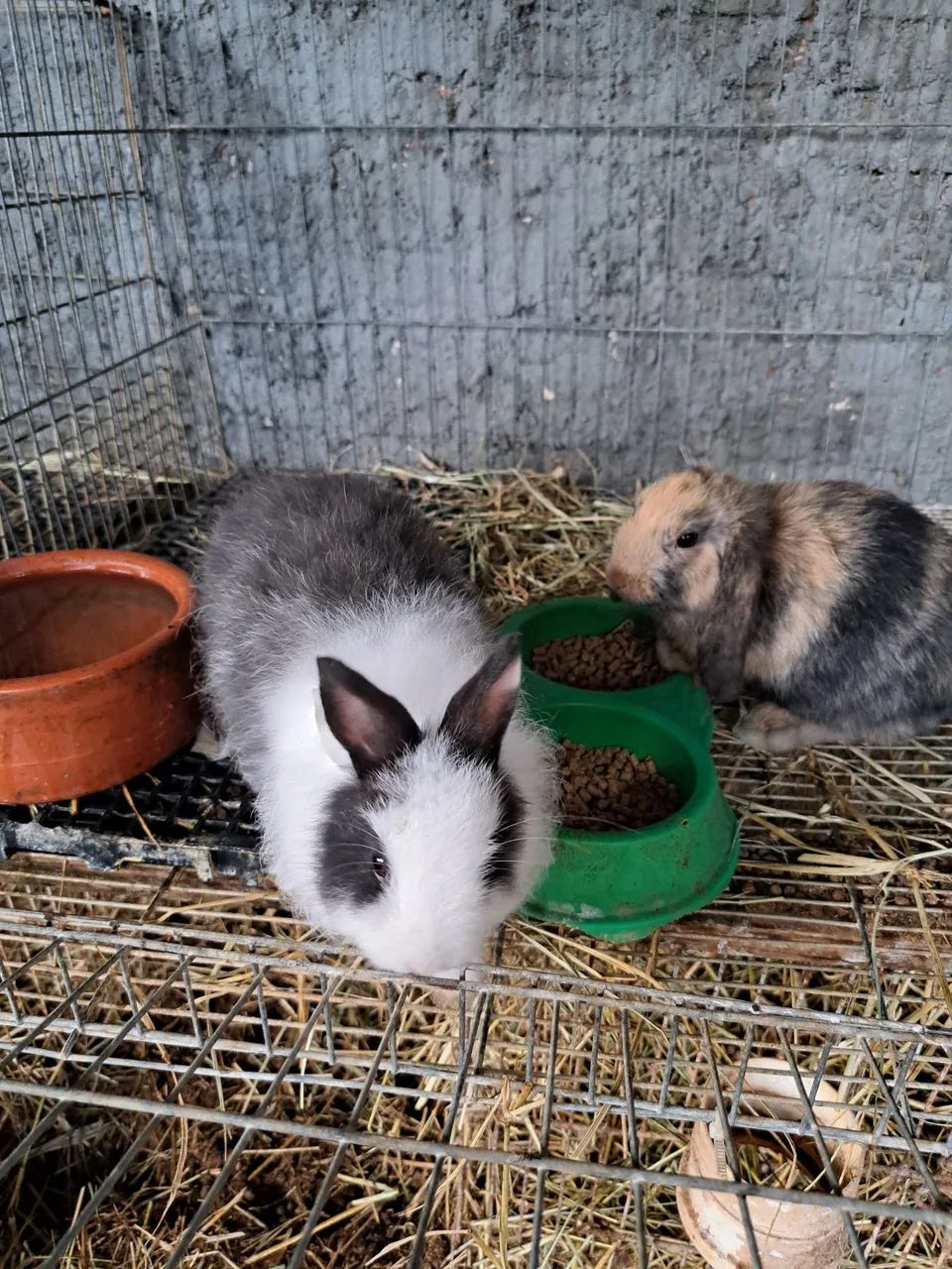 Lindos filhotes de coelhos 