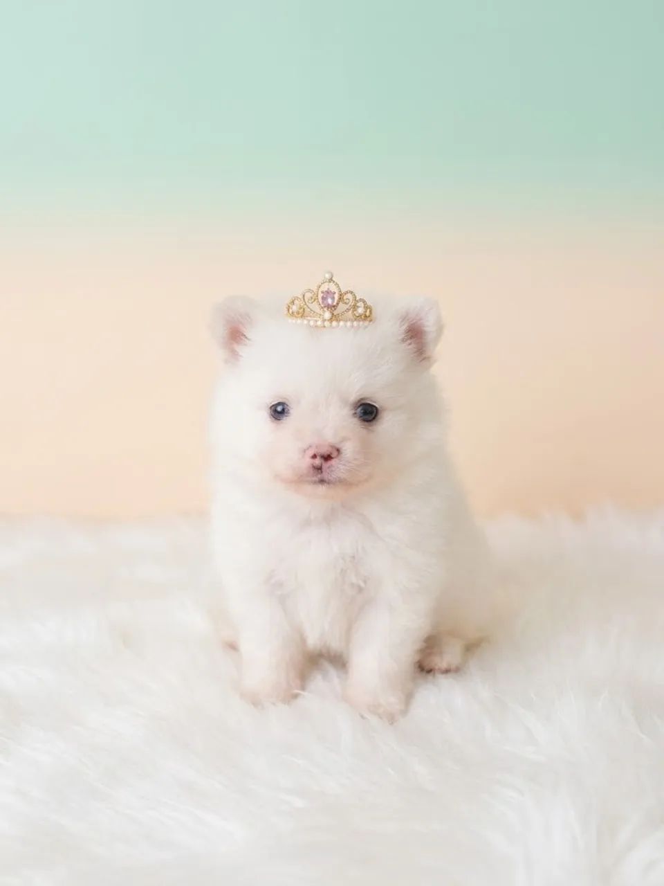 Spitz Bolinha de Amor