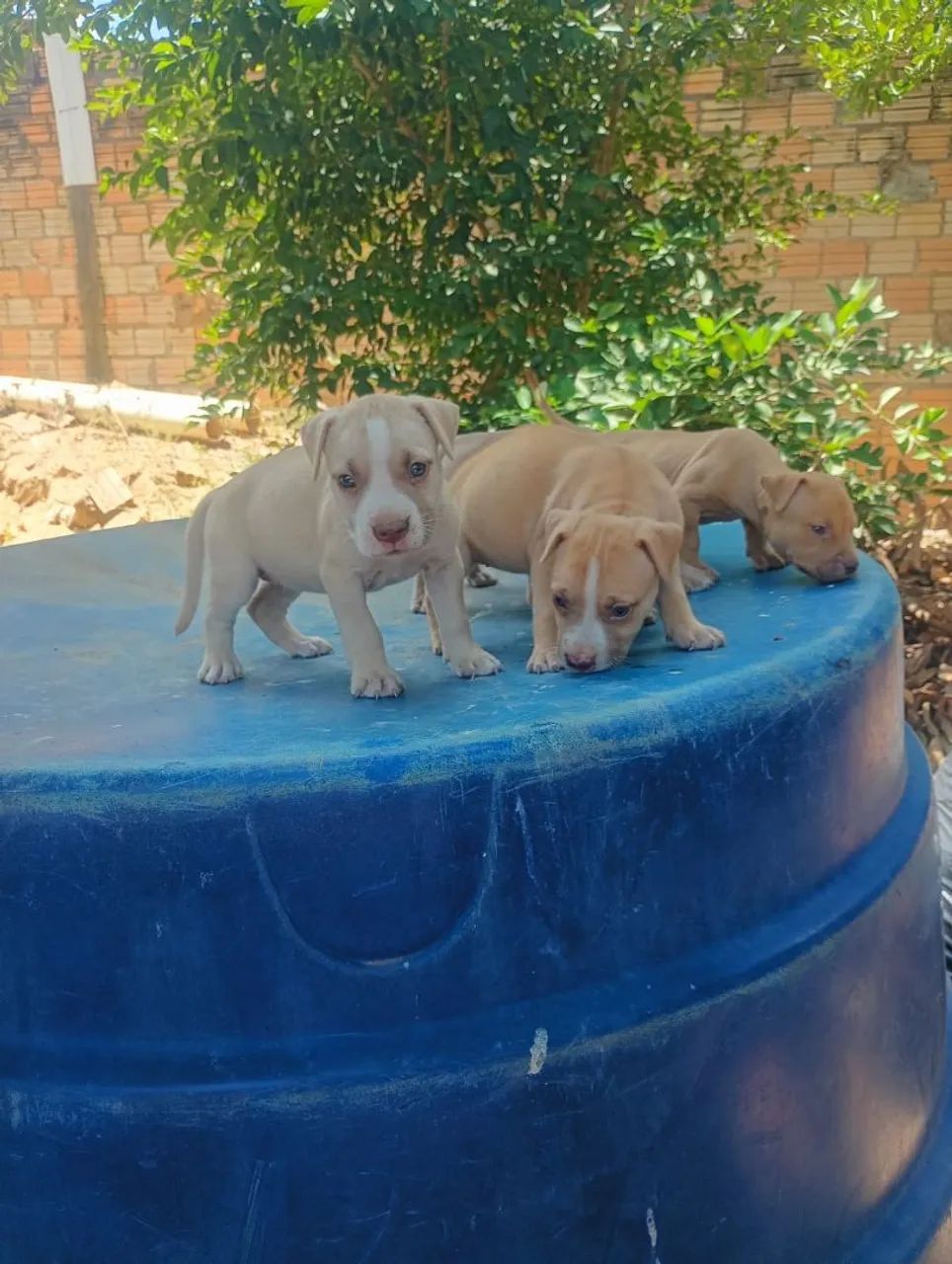 vende-se Pit Bull  - Foto 3