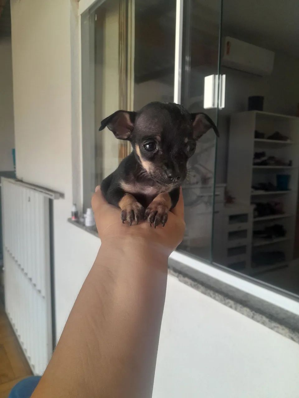 Pinscher zerinho  - Foto 4
