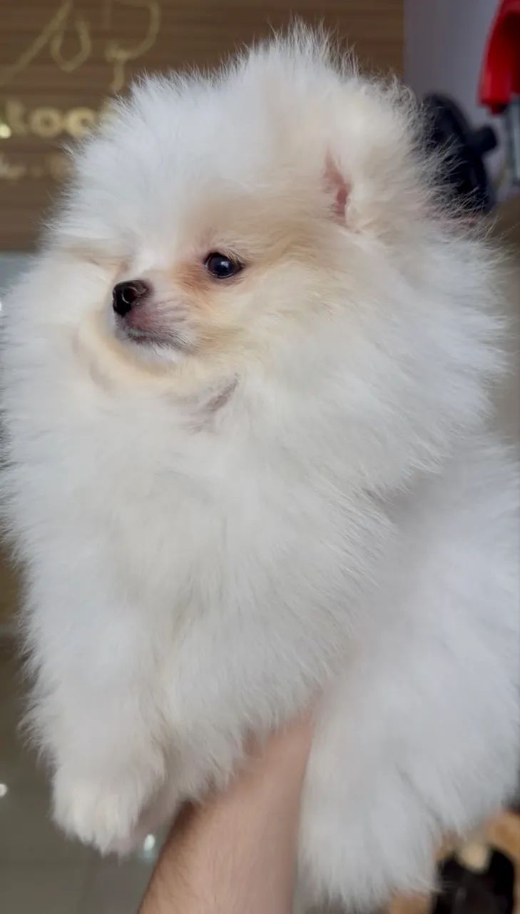 Spitz Alemão  - Foto 2