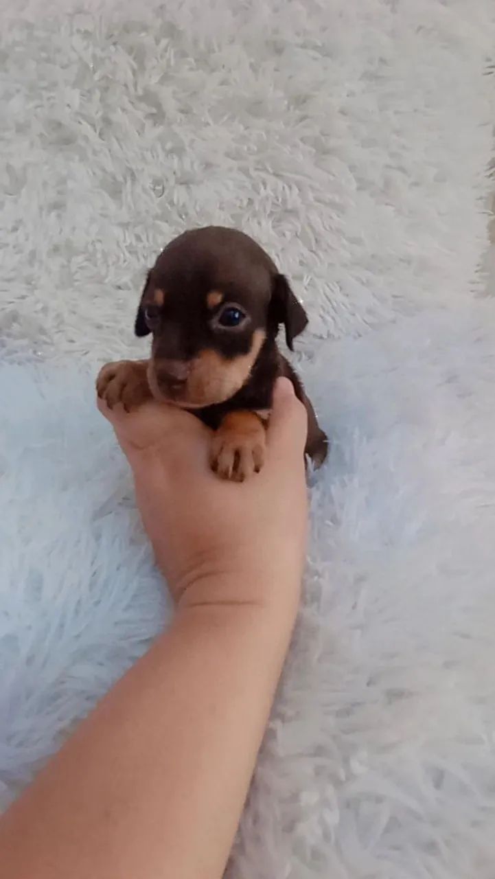 Pinscher chocolate zerinho macho  - Foto 3