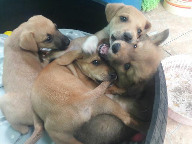 Cachorro machos - Foto 3