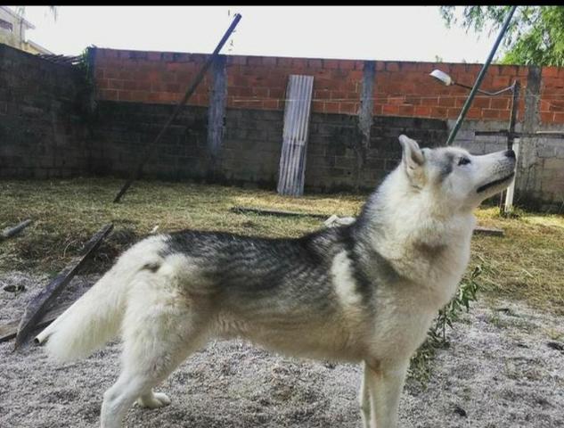 Husky siberiano - Cruza/cobertura - Excelente Linhagem - Foto 4