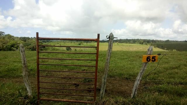 Fazenda em São José da Coroa Grande - Foto 4