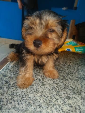 Vendo cachorro de raça vacinado - Foto 3