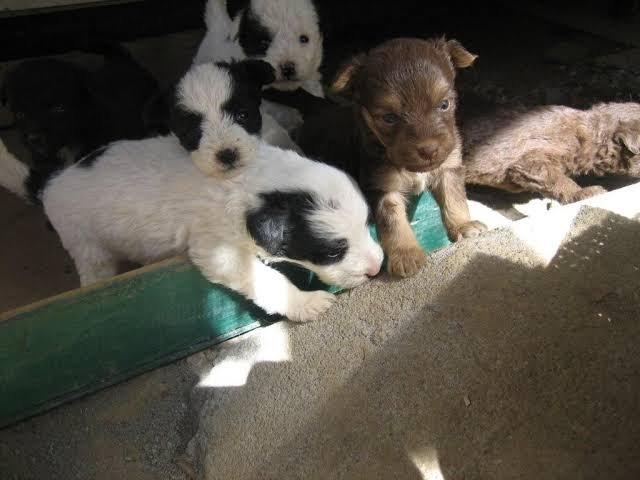 Poodle c Cocker 120