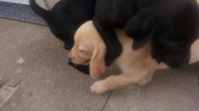 Labrador - Foto 2