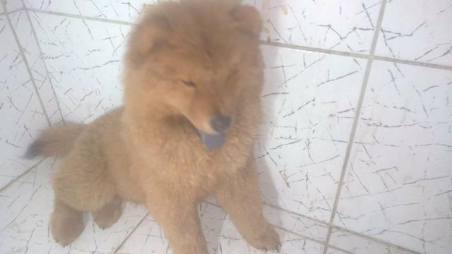 Cachorro - Foto 4