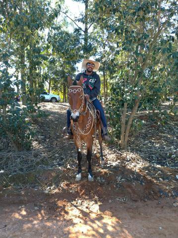 Cavalo - Foto 2
