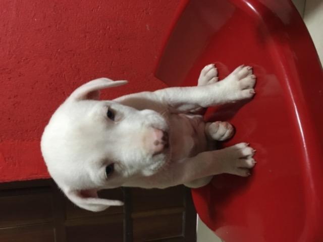 Filhotes de pitbull - Foto 2