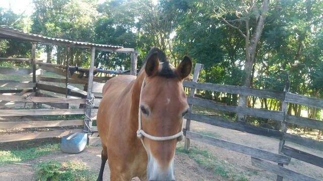 Cavalo