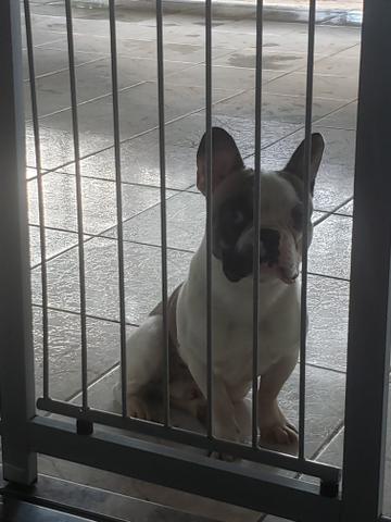 Bulldog frances - Foto 5