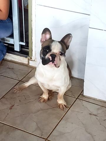 Bulldog frances