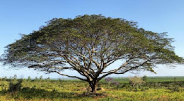 Linda Fazenda em Alagoinhas - Foto 8