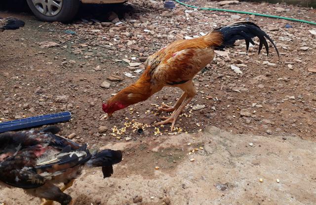 Galinhas e galo de raça - Foto 2