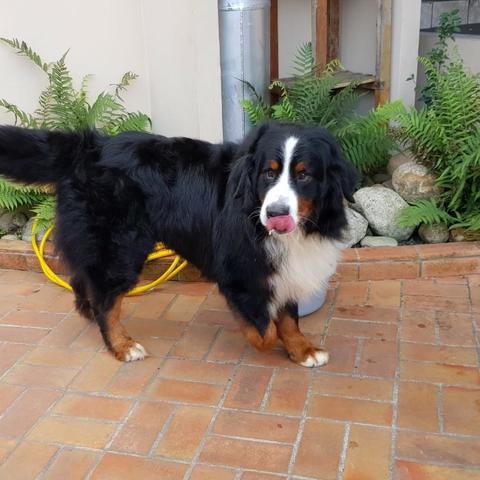 Lindos Filhotes De Bernese Mountain Dog - Foto 3
