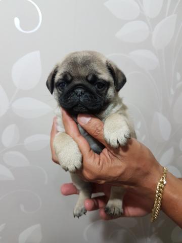 Último Pug macho