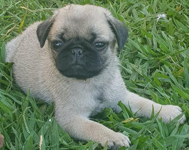 Pug
