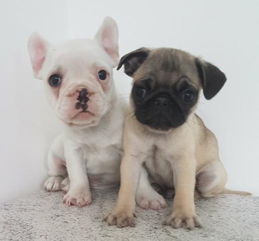 Bulldog Francês LINDO