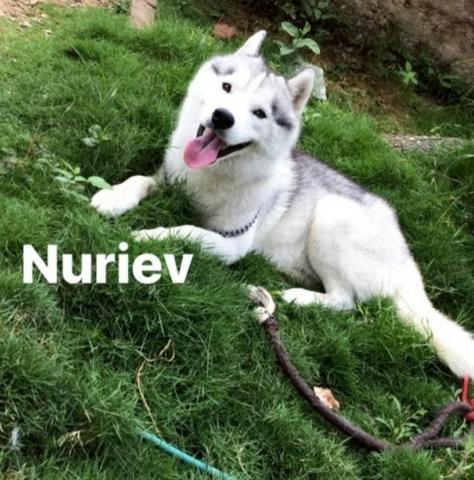 Husky siberiano - Cruza/cobertura - Excelente Linhagem
