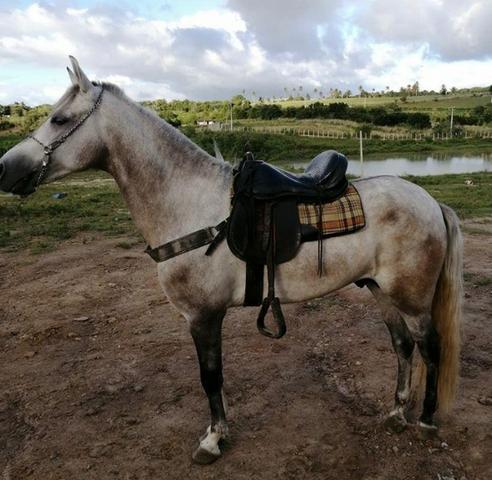 Cavalo