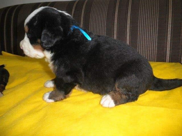Lindos Filhotes De Bernese Mountain Dog - Foto 4