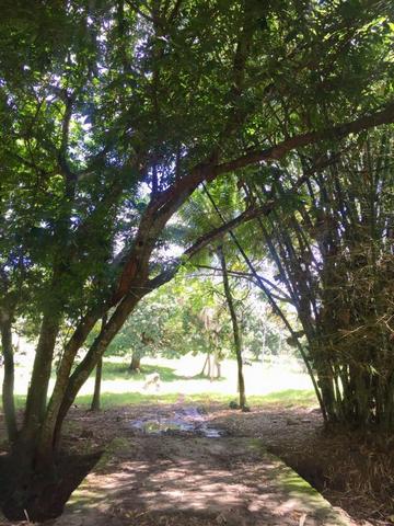 Vendo sitio, 25.000m2, em Igarassu, Cueiras, troca por apartamento ou carro - Foto 10