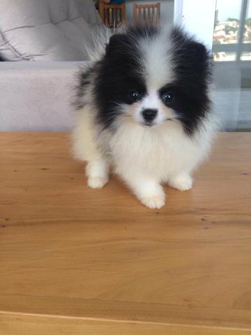 Lindos filhotes de Spitz Alemão!!!