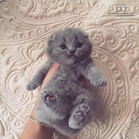 Scottish fold lindos filhotes - Foto 2