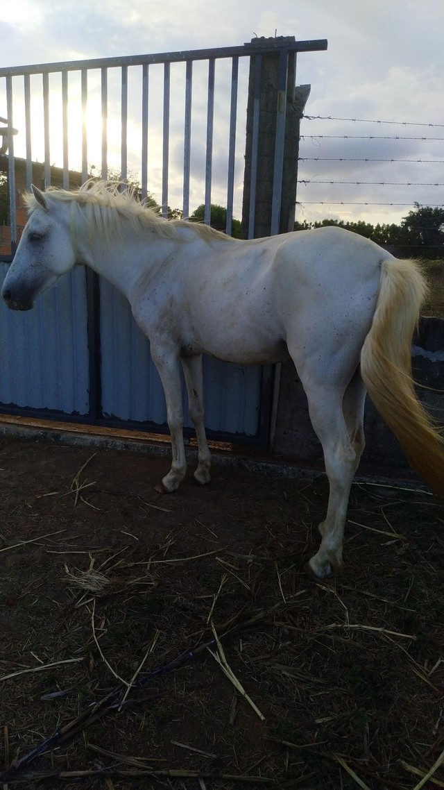 Cavalo pra vender hoje. Preciso do dinheiro