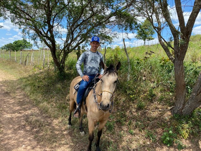 Cavalo de picado 