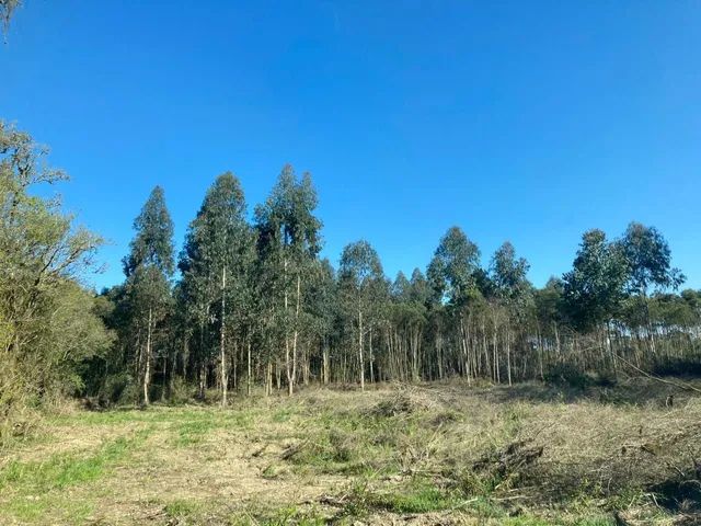 Chácara de 2 alqueires a 12 km da cidade - Foto 3