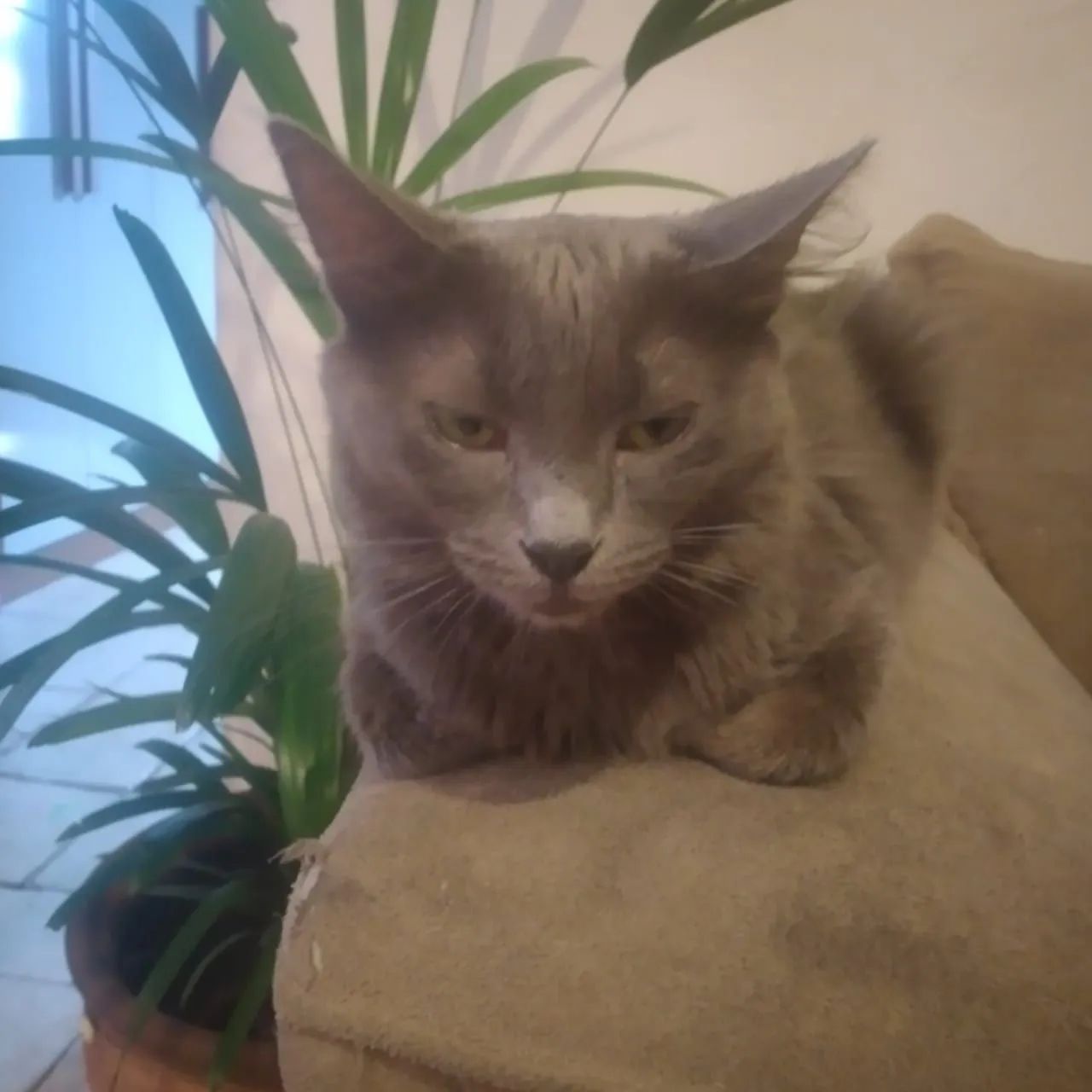 Gato cinza de pêlo longo disponível para adoção