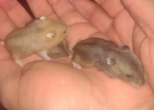 Hamster ? Anão Russo - Foto 2