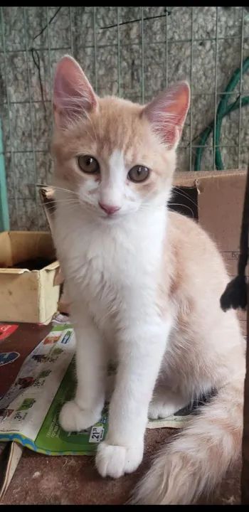 Gatinho macho para adoção