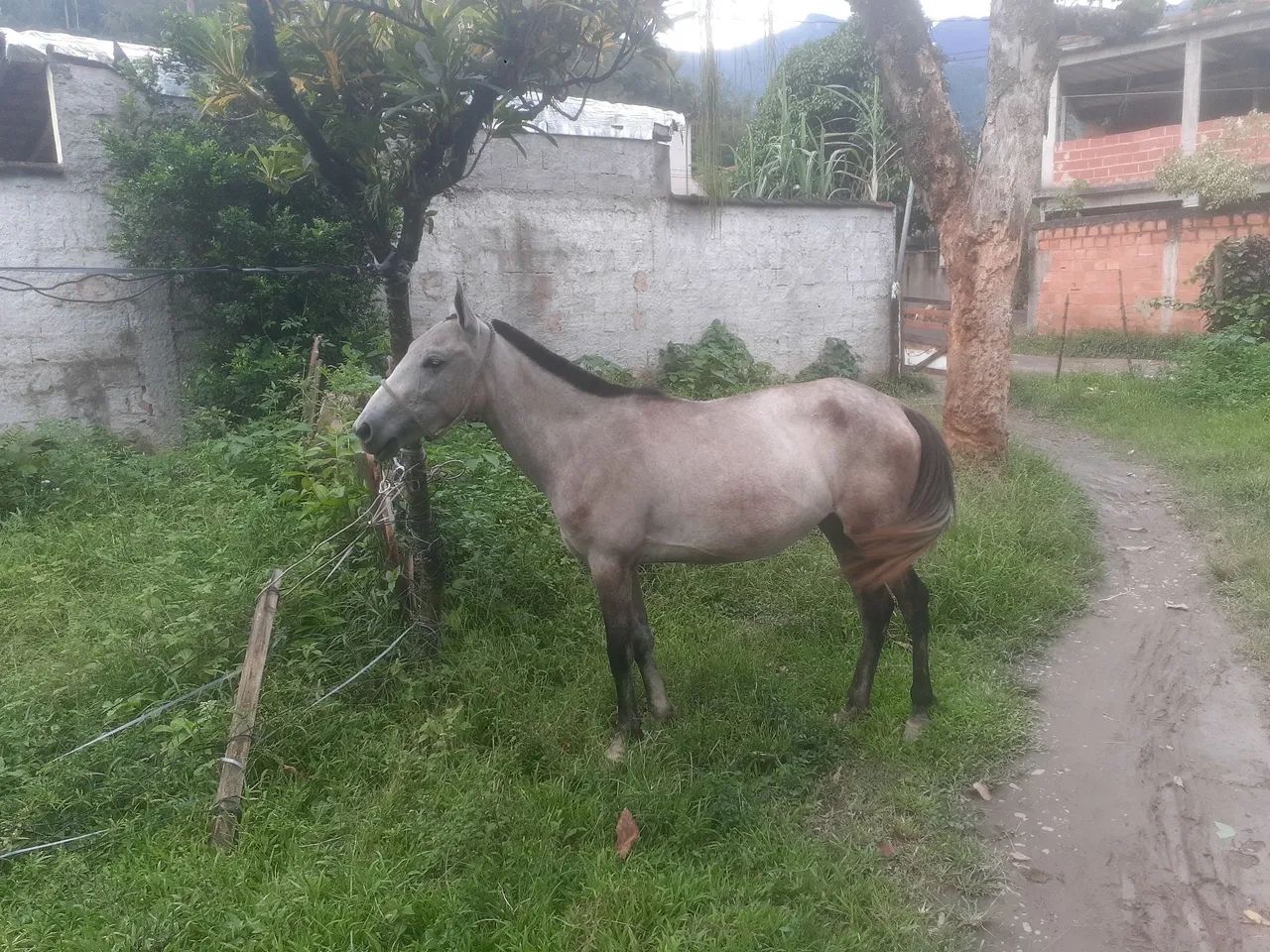 Potra lindo e dócil para venda - Foto 2