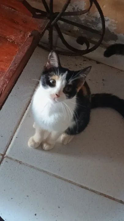 Gatinhas  Castradas   5 meses disponíveis para adoções  - Foto 2