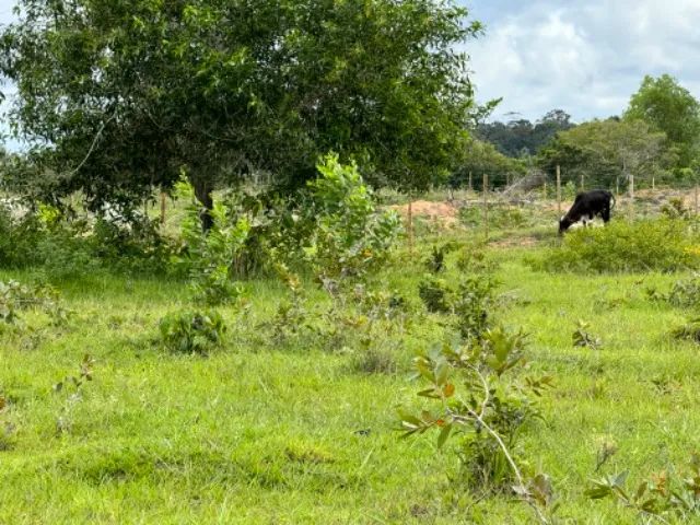 Vendo lindo sitio na praia de Cumuruxatiba ! - Foto 5