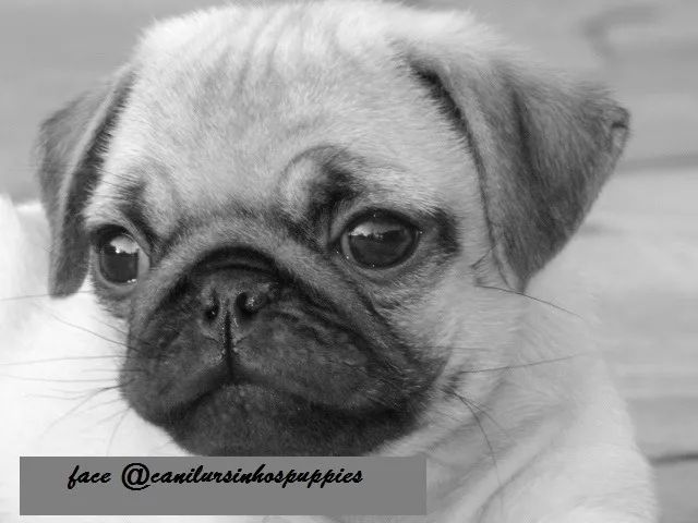 pug lindos bebes pronta entrega garanta seu !