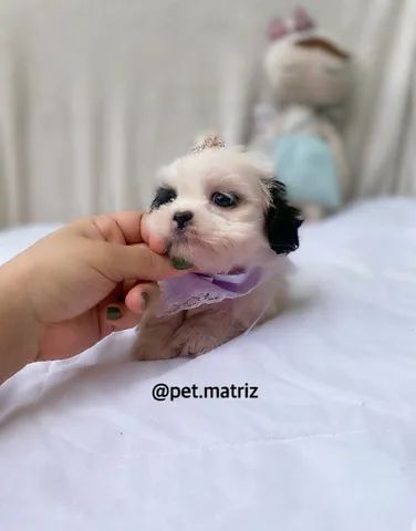 cachorros shih tzu maltes mix